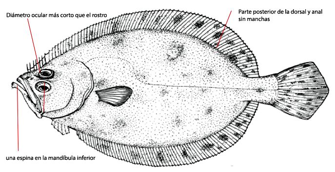 Lepidorhombus whiffiagonis_01